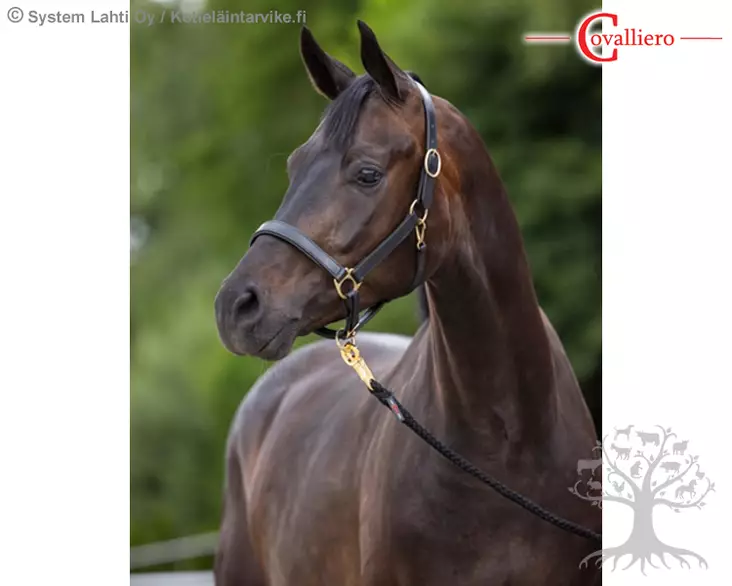 Covalliero Leather Halter Eco Black - Leather Halters - 32255 - 1