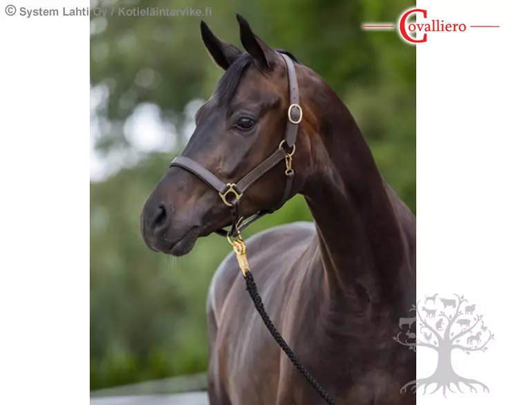 Covalliero Nahkariimu Eco Brown - Nahkariimut - 32265 - 5