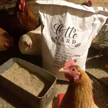 Otto Gård Hampunsiemen 10kg Luomu - Eläinten Rehut - 40056 - 1