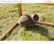 Kerbl Open-Air Enclosure 116x116x58cm - Outdoor Cages, Rabbit Houses - 81716 - 4
