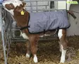 Kerbl Calf Blanket 80cm - Calf Blankets - 14156 - 1