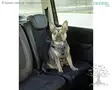 Kerbl Pet Car Safety Harness - Car Safety Harnesses - 80667 - 3