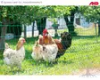 AKO Aitausverkko PoultryNet Basic - Aitausverkko Kanoille - 292278 - 1