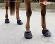 Covalliero Hoof Shoe - Hoof Care - 3222168 - 2
