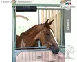 Equiline Ovipehmuste Ozzy - Equiline Stable Accessories - F03018 - 4