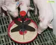 Kerbl Piglet Bowl Mini-Piglet 2L - Pan-feeders, Troughs - 22888 - 2
