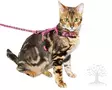 Kerbl Pet Cat Harness with Leash Zebra - Cat Harnesses - 82668 - 1