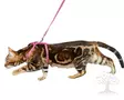 Kerbl Pet Cat Harness with Leash Zebra - Cat Harnesses - 82668 - 2