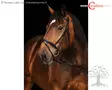 Covalliero Bridle Coldblood - Bridles - 321178 - 1