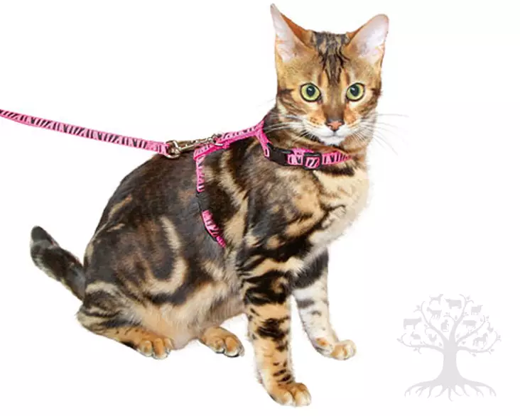 Kerbl Pet Cat Harness with Leash Zebra - Cat Harnesses - 82668 - 1