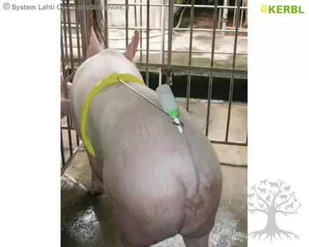 Kerbl Siemennyspanta - Keinosiemennys - 22619 - 3