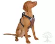Kerbl Pet Harness Pulsive Brown - Dog Y-/H Shape Harnesses - 81019 - 1
