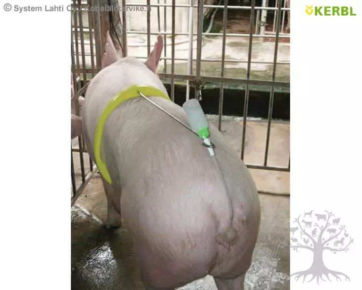 Kerbl Siemennyspanta - Keinosiemennys - 22619 - 3