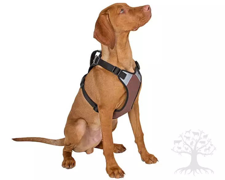 Kerbl Pet Harness Pulsive Brown - Dog Y-/H Shape Harnesses - 81019 - 1