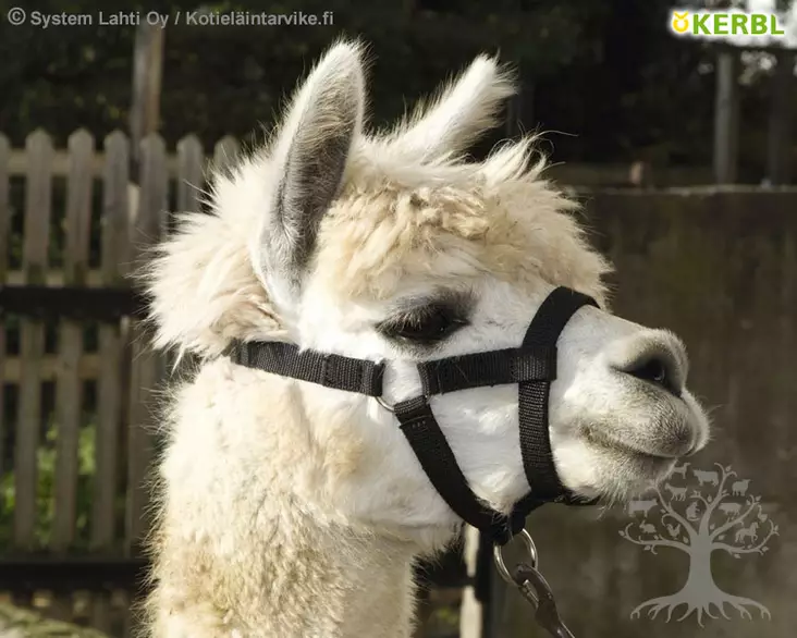 Kerbl Riimu alpakalle - Riimut, Kaulapannat - 2799 - 1