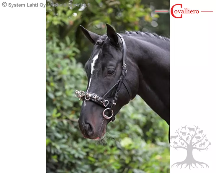 Covalliero Cavesson Exclusive - Cavessons - 328649 - 1