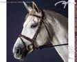 Dyon New English Collection Bridle Flash Noseband - Dyon New English - NEAAAA - 1
