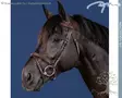 Dyon US Collection Bridle Flash Noseband - Dyon US Collection - USAAAA - 1