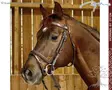 Working by Dyon Bridle Flash Noseband - Working by Dyon - WOJBHA - 1