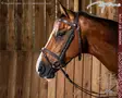 Working by Dyon Bridle Flash Noseband - Working by Dyon - WOJBHA - 4