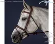 Dyon New English Collection Bridle Anatomic Flash Noseband - Dyon New English - NEABAB - 1