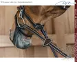 Working by Dyon Bridle Flash Noseband with Snap Cheekpieces - Working by Dyon - WOAPGB - 6
