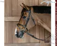 Working by Dyon Bridle Flash Noseband with Snap Cheekpieces - Working by Dyon - WOAPGB - 1