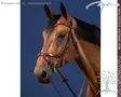 Dyon New English Collection Bridle X-Fit - Dyon New English - NECCCD - 1