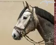 Working by Dyon Suitset Fit Noseband - Working by Dyon - WOAPHD - 7