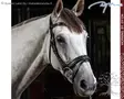 Working by Dyon Suitset Fit Noseband - Working by Dyon - WOAPHD - 2