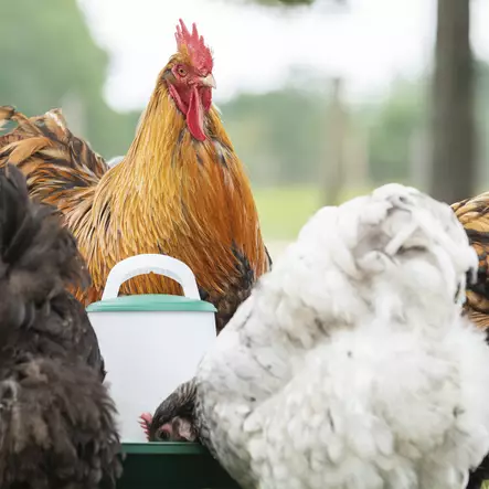 Olba Ruokinta-automaatti 2-Level 3 kg - Ruokinta-automaatit - V2H03G - 2