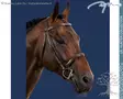 Dyon US Hunter Collection Suitset Cavesson Noseband - Dyon US Collection - USKDAJ - 1