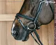 Dyon New English Collection Suitset Plaited Flash Noseband - Dyon New English - NEAOAK - 5