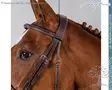 Dyon US Hunter Collection Bridle Cavesson Wide Noseband - Dyon US Collection - USKOAK - 6