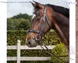 Dyon Dressage Collection Bridle with Medium Matte Noseband - Dyon Dressage Flat - NEDCAL - 1