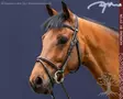 Working by Dyon Suitset Classic Flash Noseband - Working by Dyon - WOAAHL - 1