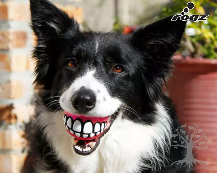 Rogz Aktivointipallo Grinz Ball Small - Activation Toys - 635.6164L - 6