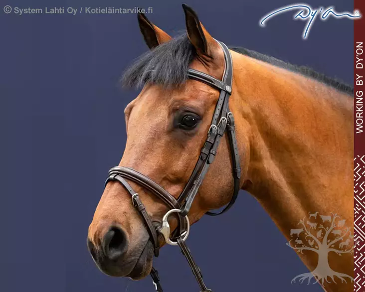 Working by Dyon Suitset Classic Flash Noseband - Working by Dyon - WOAAHL - 1