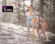 Kana Collection Pinsu Y-valjas Rintaremmi, turkoosi - KANA Collection Harnesses - 16810237M - 2
