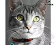 Rogz Kissanpanta Alleycat Red - Cat Collars - 765.0042M - 2