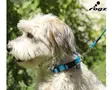 Rogz Nailontalutin Utility Turquoise - Nylon Leashes - 617.0750M - 3