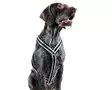 TopCanis Active Y-Valjas, musta - Dog Y-/H Shape Harnesses - 36430M - 1