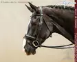 Working by Dyon DR Bridle Large Crank Matte Noseband - Working by Dyon - WODCAM - 1