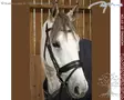 Working by Dyon DR Bridle Large Crank Matte Noseband - Working by Dyon - WODCAM - 6