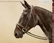 Working by Dyon DR Bridle Large Crank Matte Noseband - Working by Dyon - WODCAM - 4
