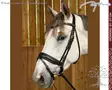 Working by Dyon DR Bridle Large Crank Matte Noseband - Working by Dyon - WODCAM - 7