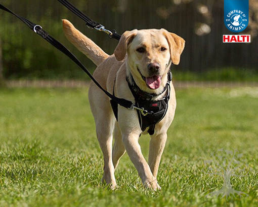 best no pull harness for labrador