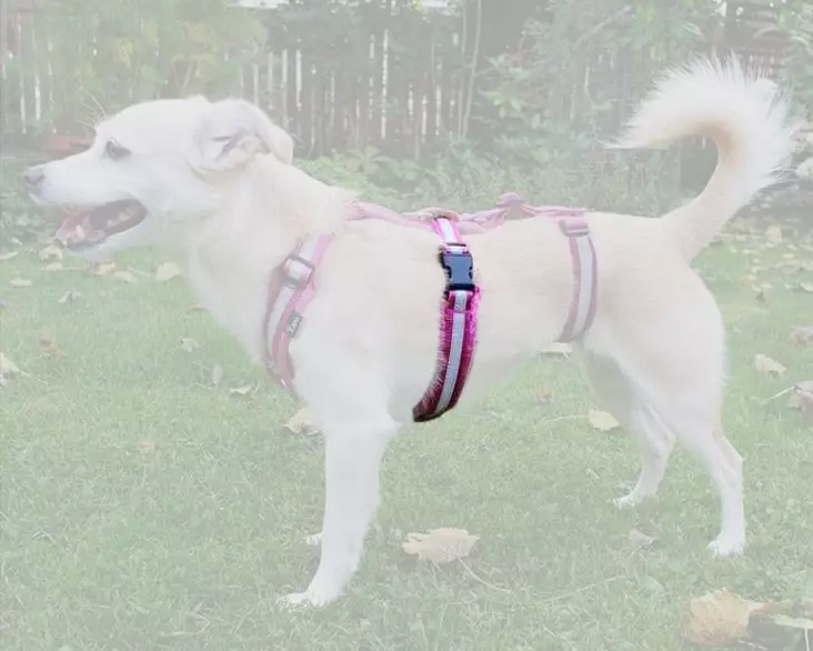 Kana Collection Pinsu Y-valjas Rintaremmi, pinkki - KANA Collection Harnesses - 16810137M - 1