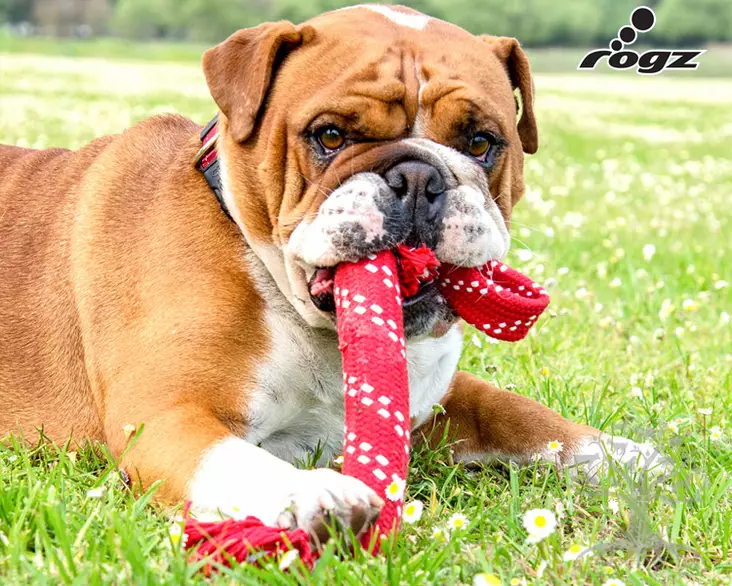 Rogz Köysilelu Scrubz Red - Rope and Throwing Toys - 635.6252M - 1