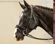 Working by Dyon DR Bridle Large Crank Patent Noseband - Working by Dyon - WODCAN - 1